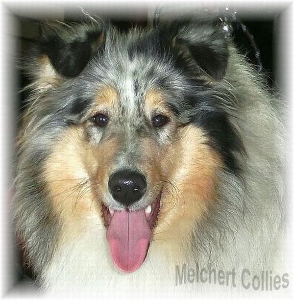 Collie Hündin Shenandoa vom Hause Melchert
