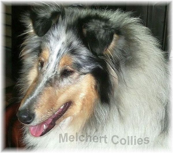 Hündin 8 Monate alt