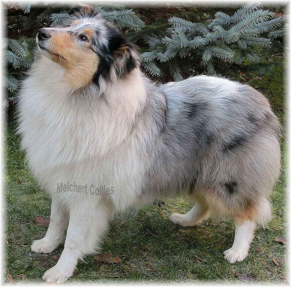 Blue Merle Langhaar Hündin, Hunderasse Collie