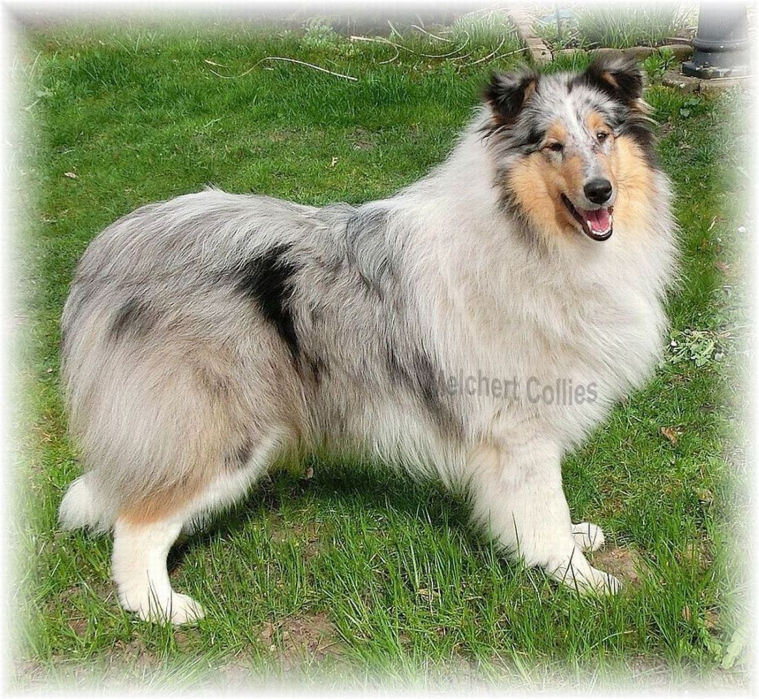 Collie Hündin
