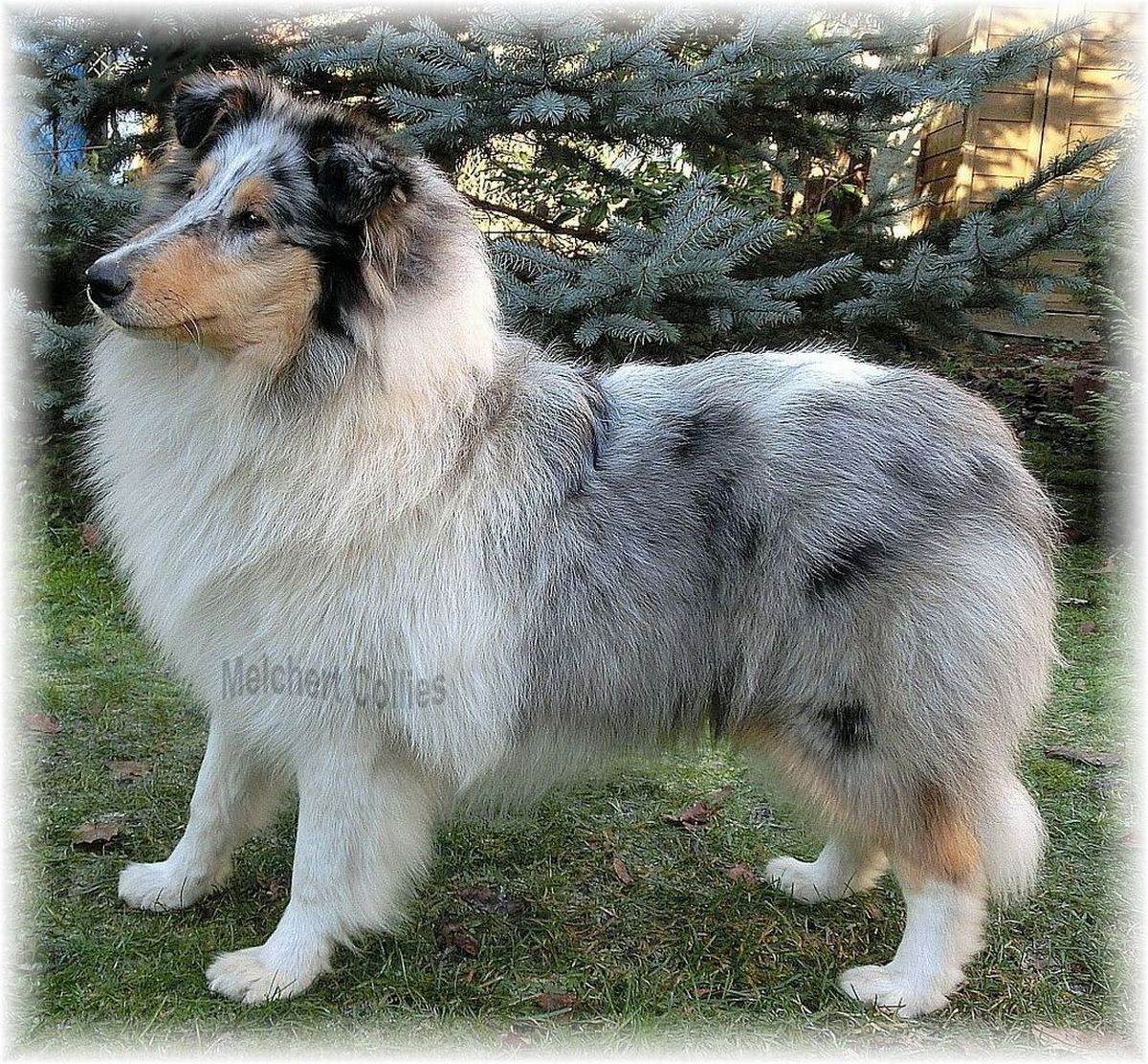 Blue Merle Hündin