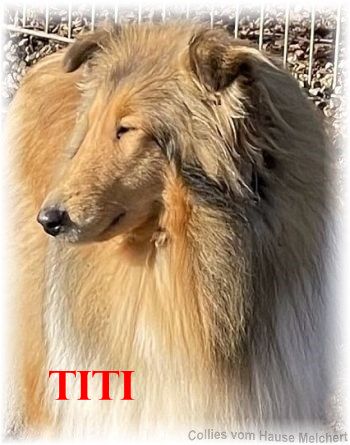 Collie Hündin aus dem Hause Melchert