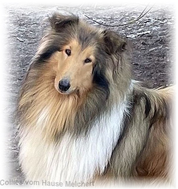 Collie