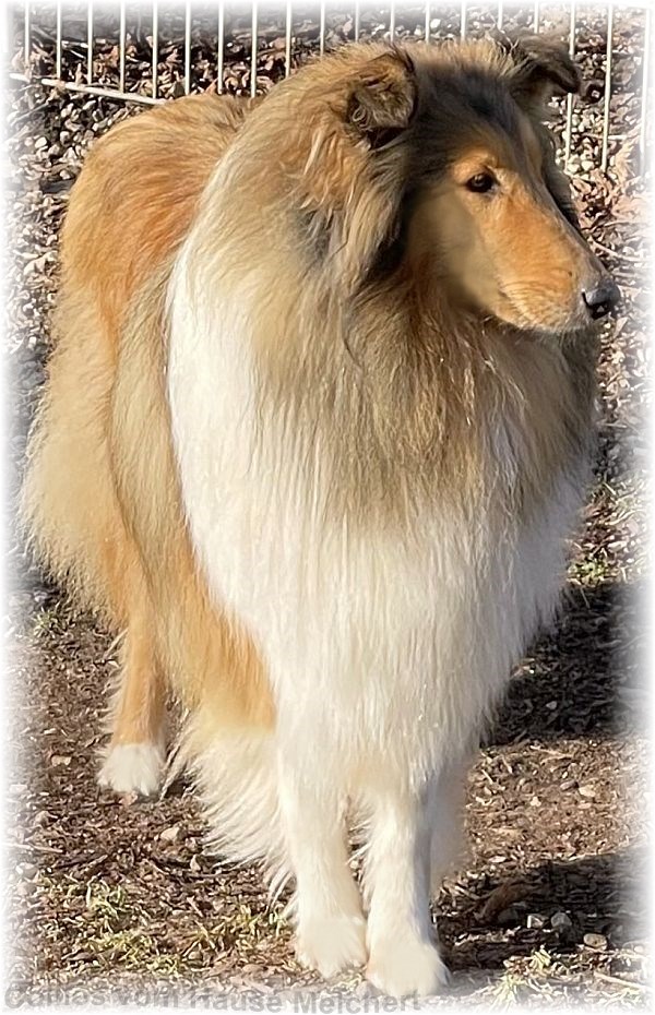 Collie Hündin aus dem Hause Melchert