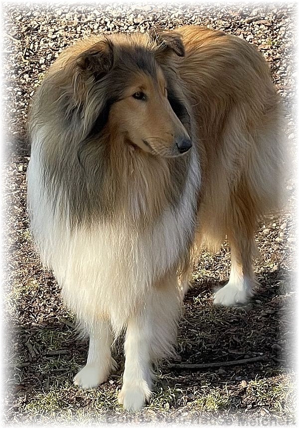 Collie Hündin aus dem Hause Melchert