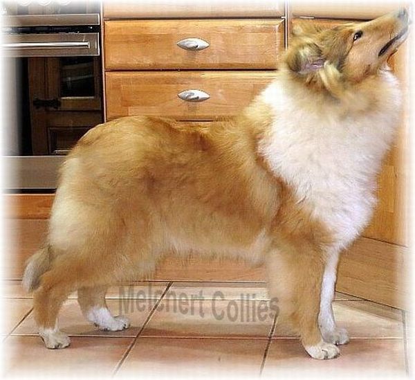 Collies vom Hause Melchert