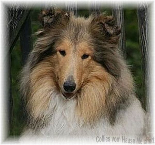 Collie