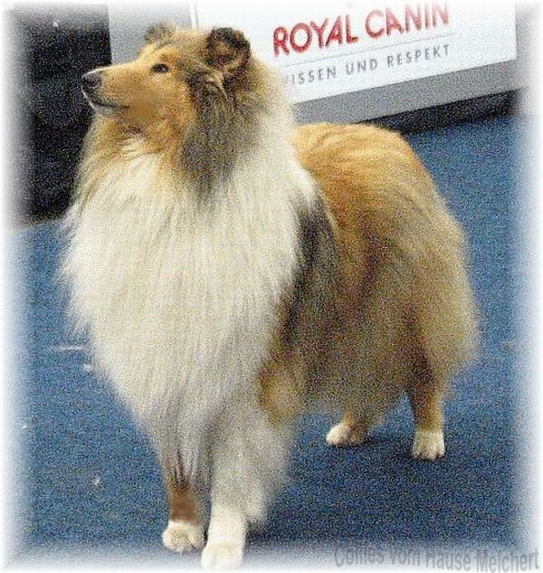 Collie Hündin vom Hause Melchert