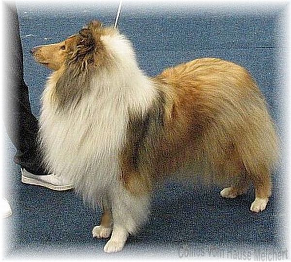 Colliehündin vom Hause Melchert