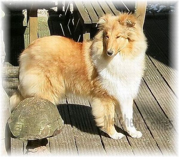 Colliehündin Tiffany