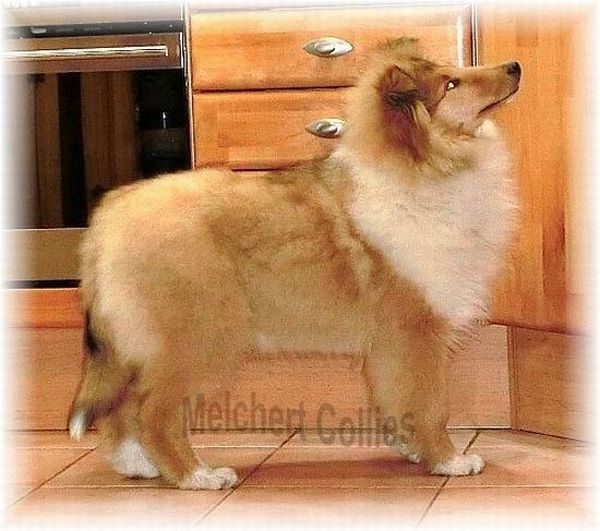 Colliehündin zobelweiß