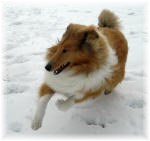 Simba von Familie Treffeisen