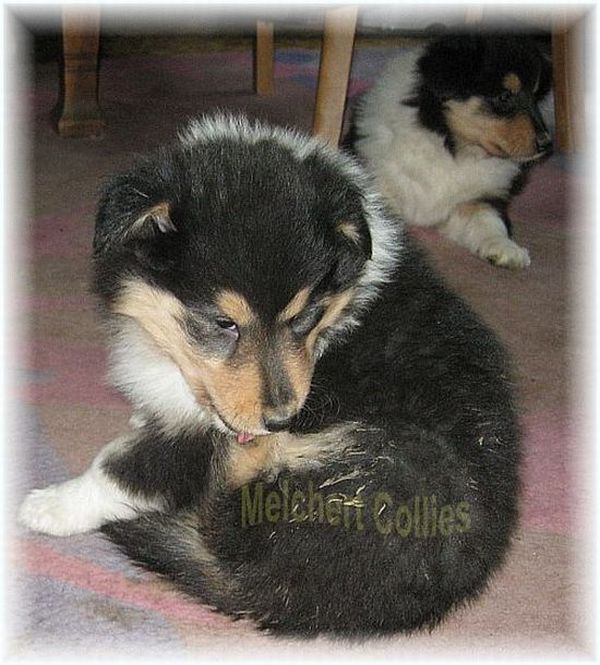 Tricolor Collie Welpen