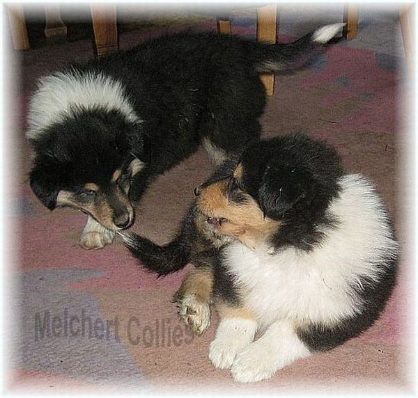 Colliewelpen