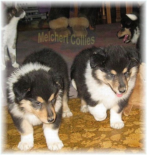 Tricolor Collie Welpen