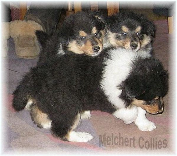 Tricolour Collie Welpen
