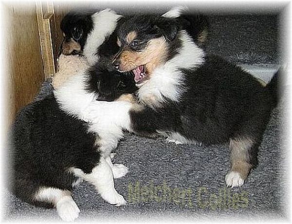 Collie Welpen in tricolour