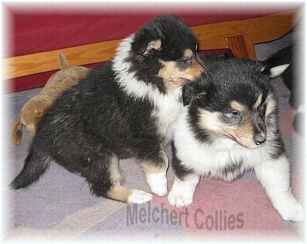 Tricolor Collie Welpen