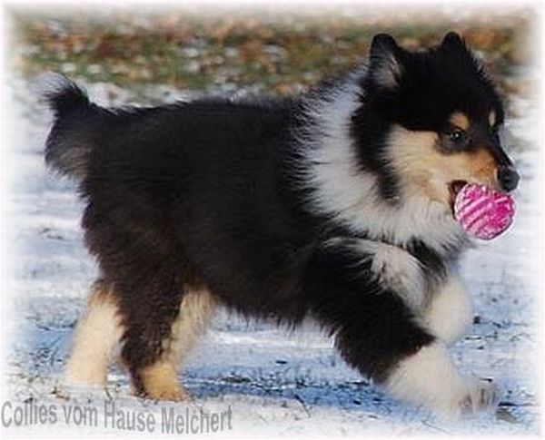 Collie Welpen in der Farbe tricolor
