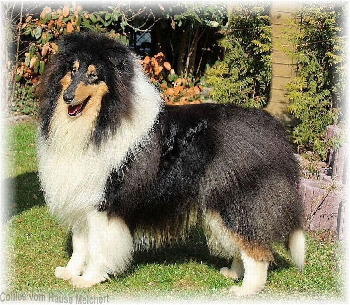 Collie Deckrüde