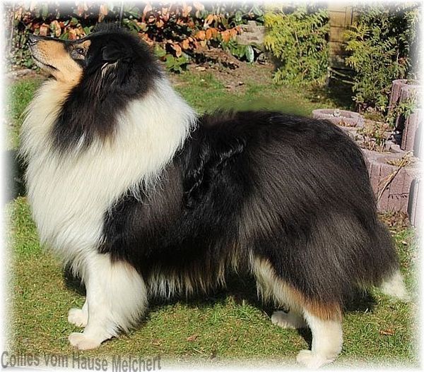 Collierüde vom Hause Melchert