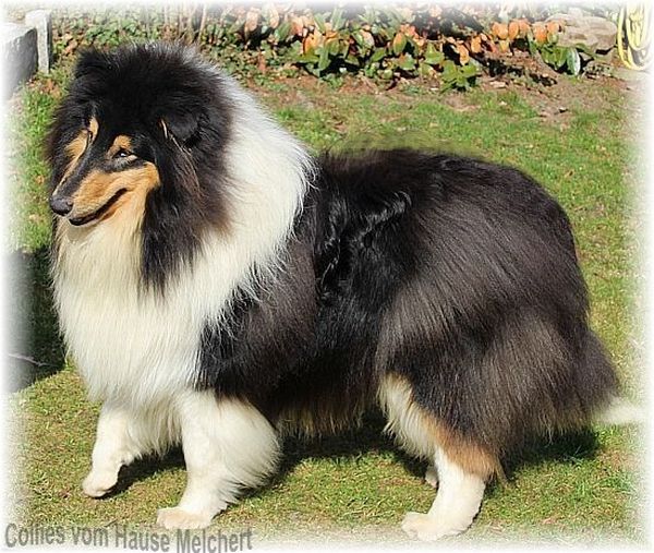 Langhaarcollie Deckrüde FCI