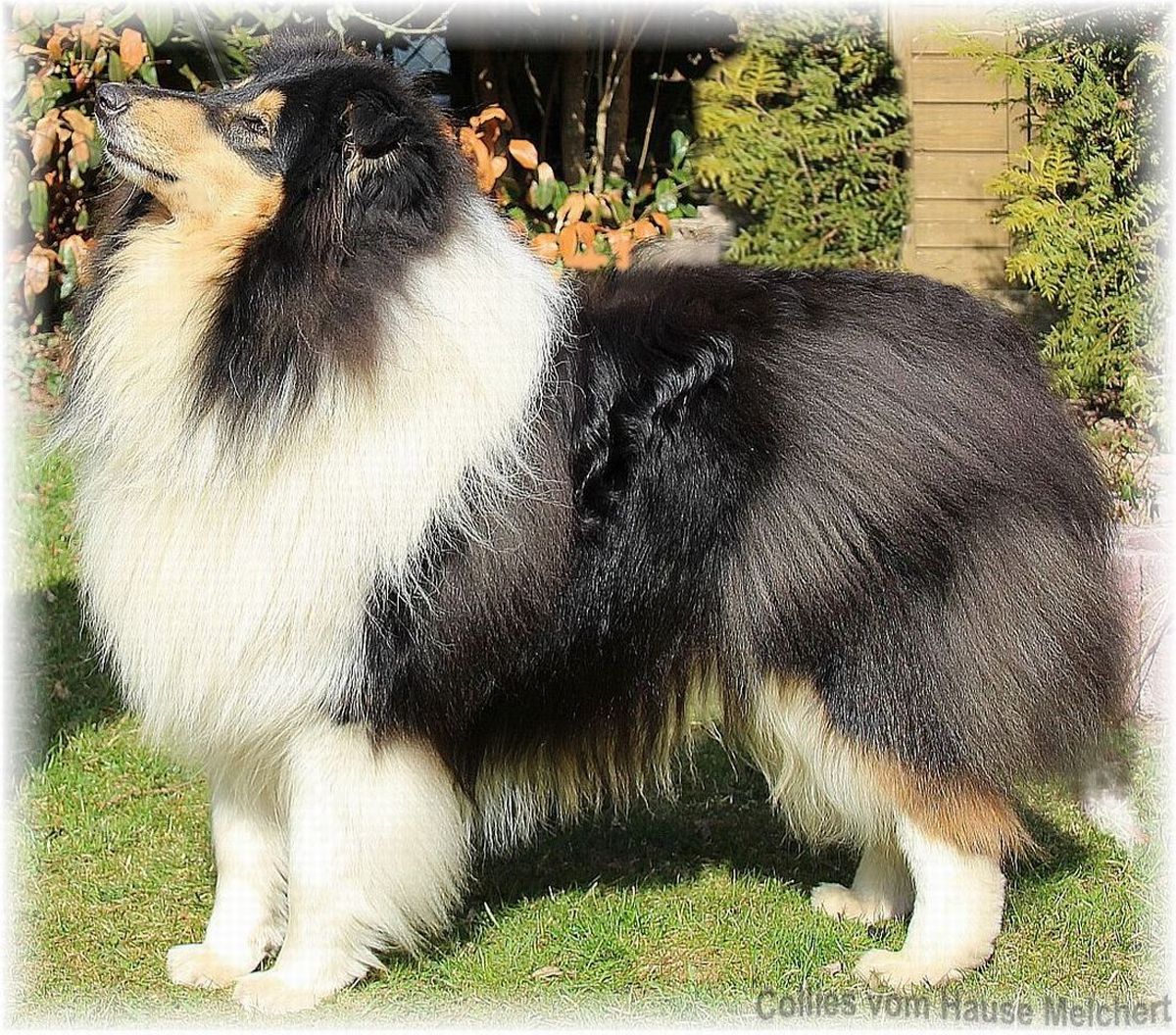 Collie Deckrüde