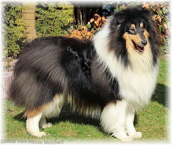 Melchert Collies Rüde tricolour