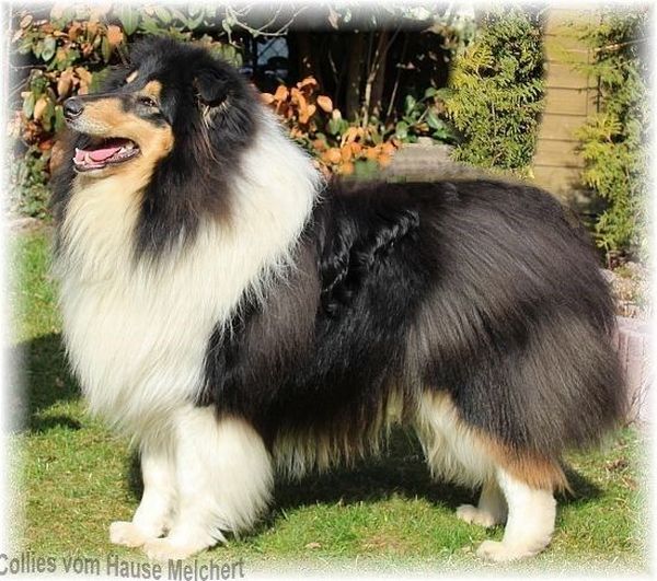 Amerikanischer Collierüde in tricolour