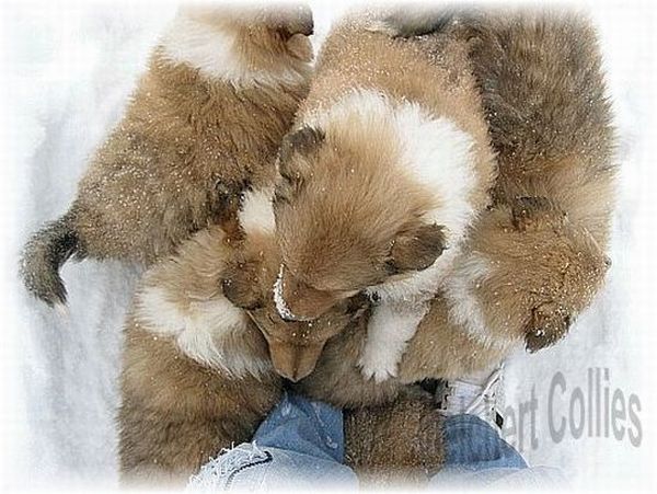 Collie Welpen vom Hause Melchert