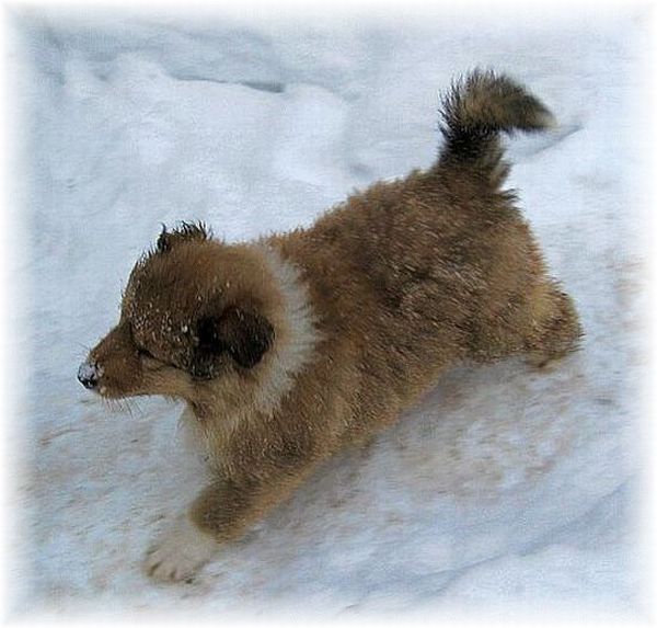 Collie Welpen vom Hause Melchert