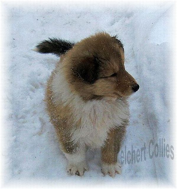 Collie Welpen vom Hause Melchert