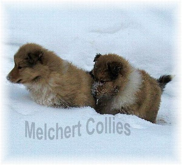 Collie Welpen vom Hause Melchert