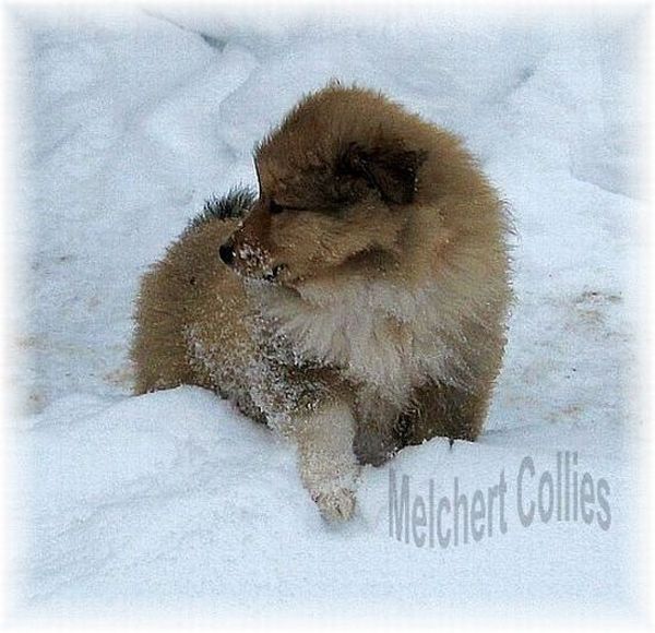 Collie Welpen vom Hause Melchert