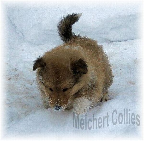 Collie Welpen vom Hause Melchert