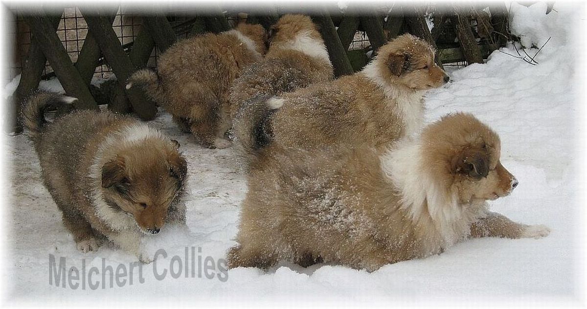 Collie Welpen vom Hause Melchert