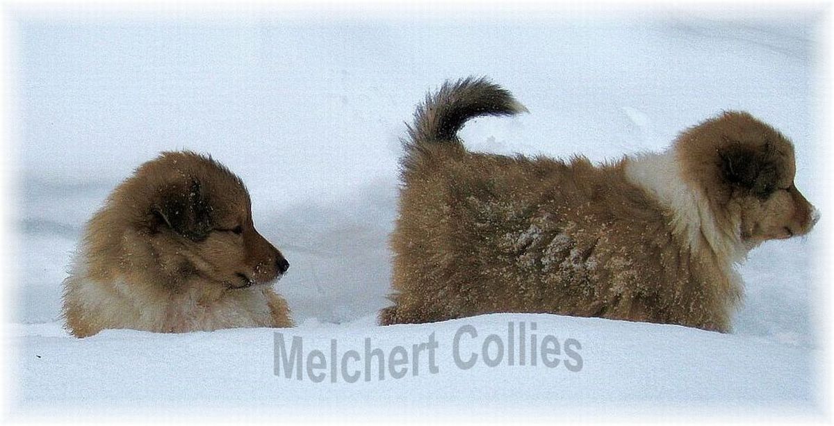 Collie Welpen vom Hause Melchert