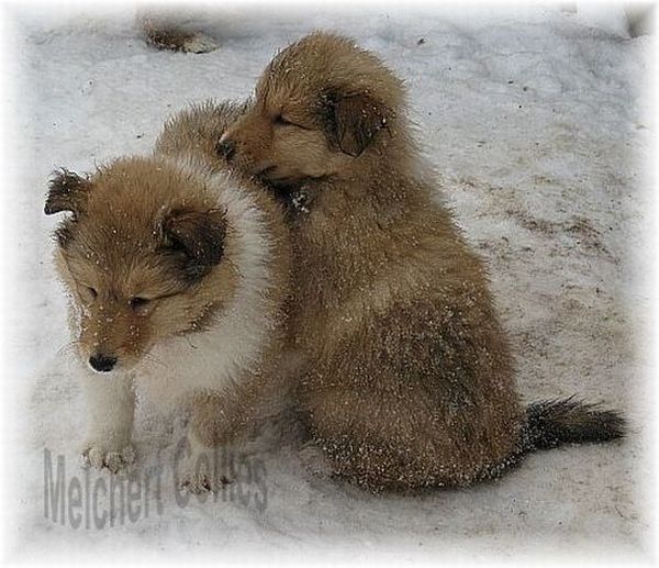 Collie Welpen vom Hause Melchert