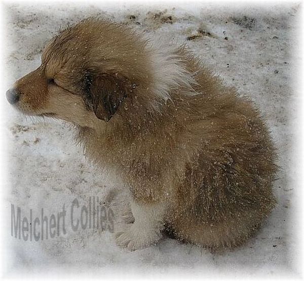 Collie Welpen vom Hause Melchert
