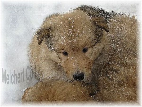 Collie Welpen vom Hause Melchert