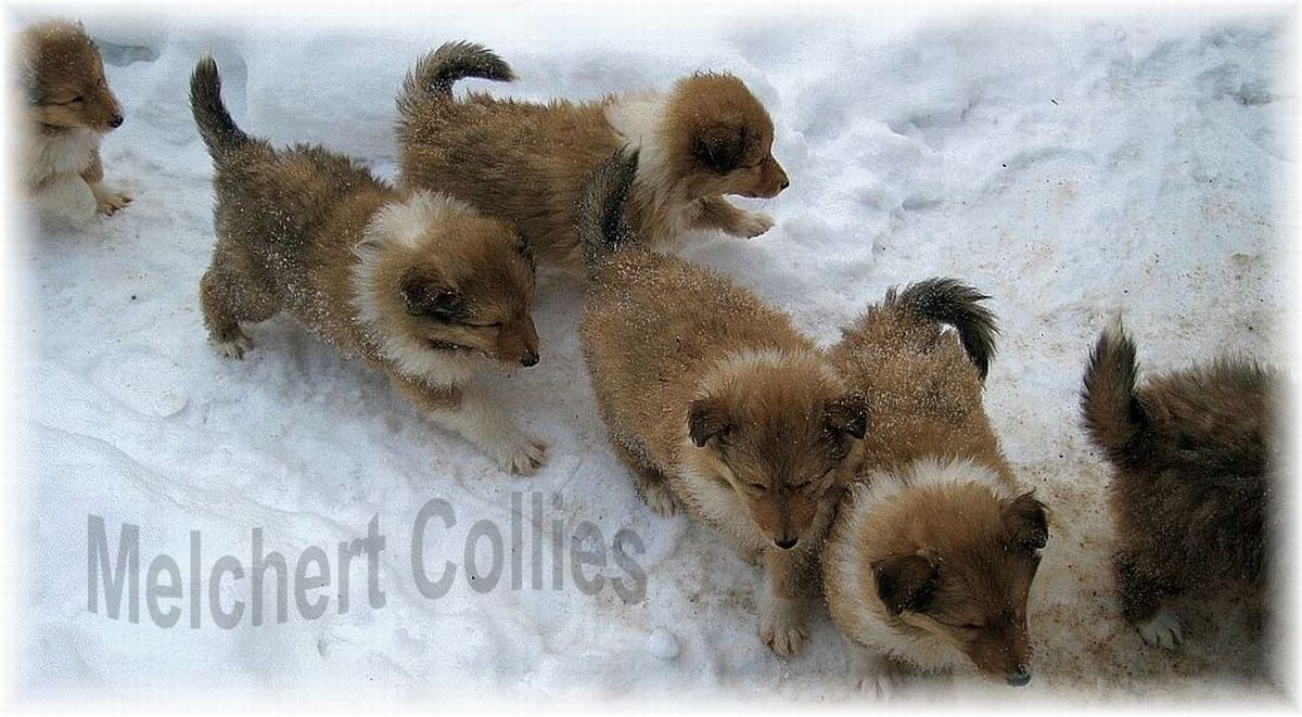 Collie Welpen vom Hause Melchert
