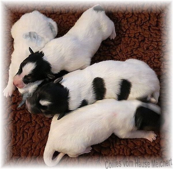 colliewelpen vom Hause Melchert