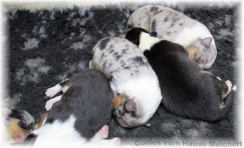 Amerikanische Collie Welpen