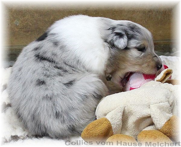 Collie Welpen vom Hause Melchert