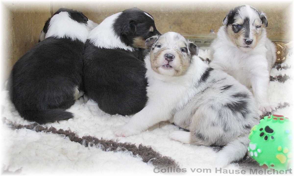 Collie Welpen vom Hause Melchert