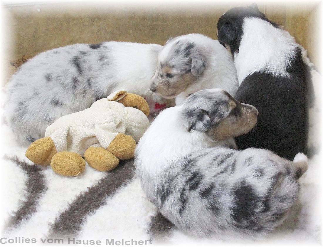 Aktuelle Collie Welpen