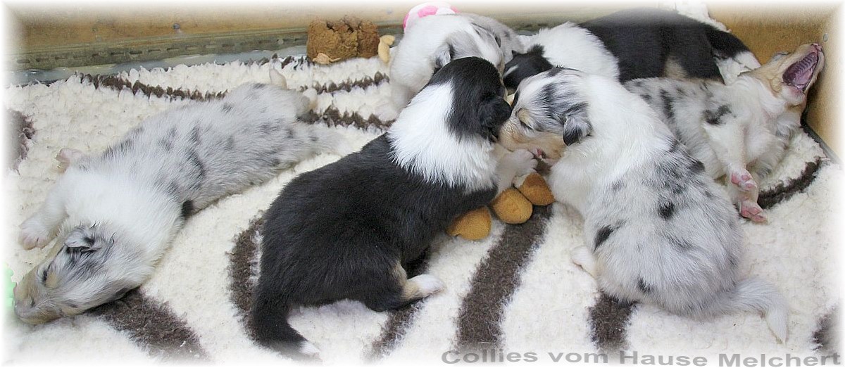 Collie Welpen vom Hause Melchert