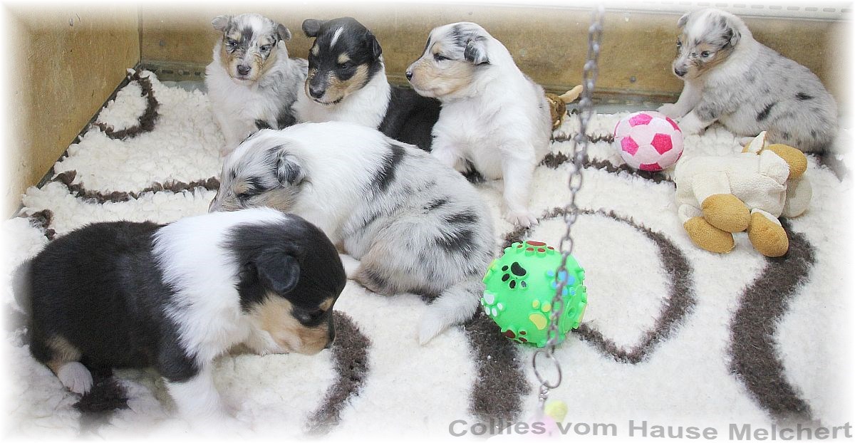 Colliesvom Hause Melchert