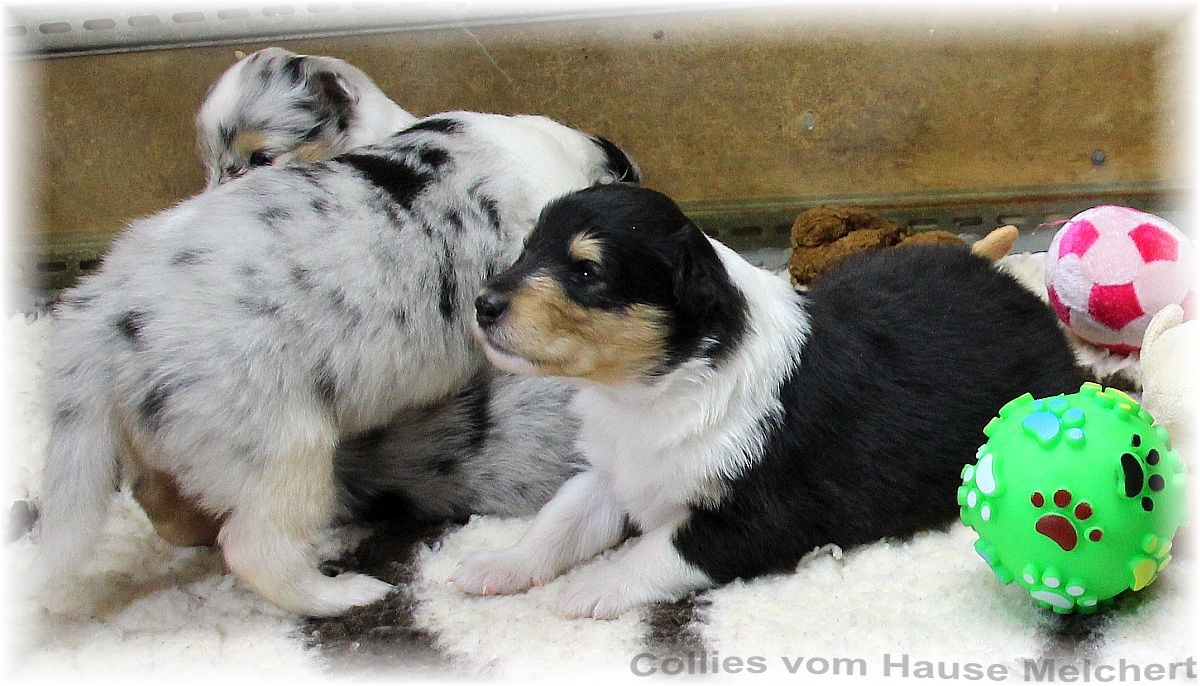 Collie Welpen vom Hause Melchert