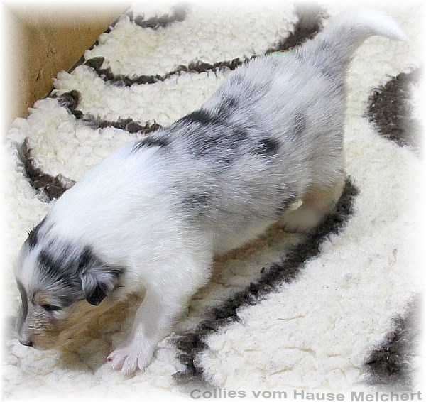 Collie Welpen vom Hause Melchert